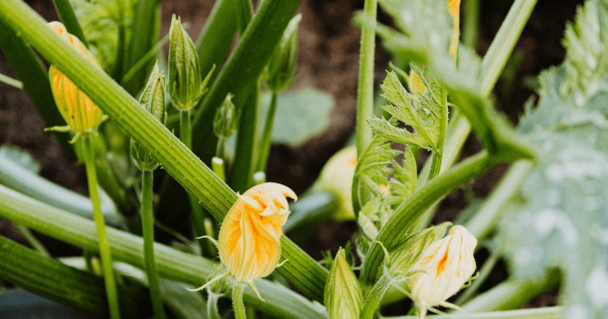 Composting for Beginners: Turn Kitchen Scraps into Garden Gold
